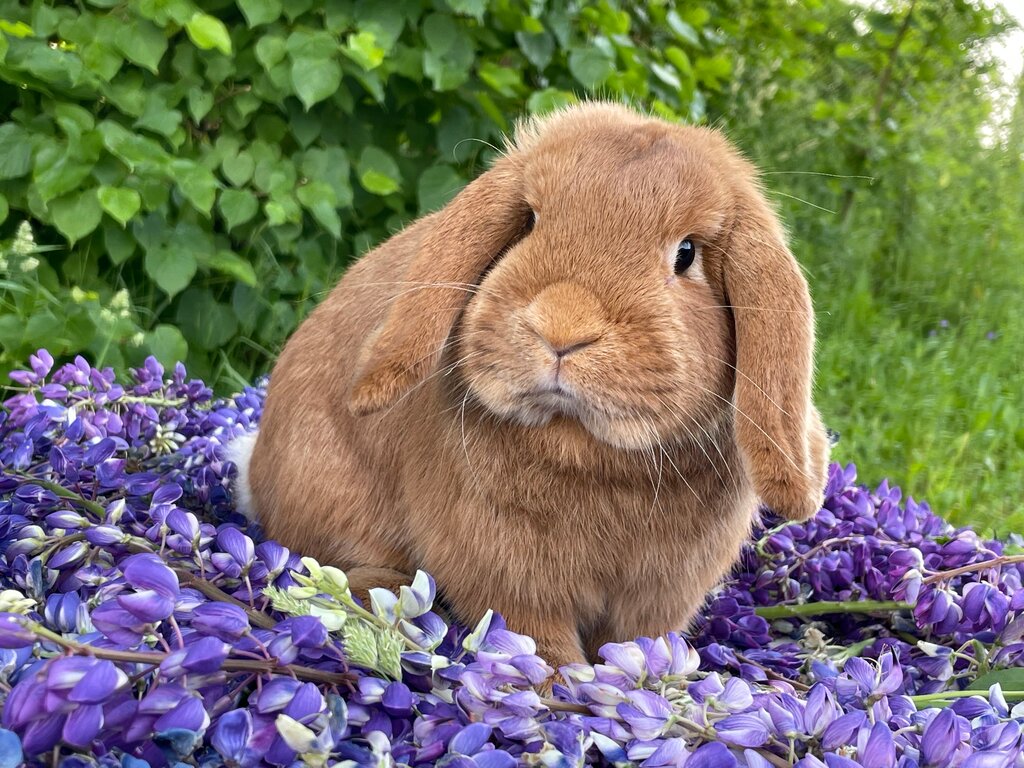 Питомник животных Плюшевый принц, Минская область, фото