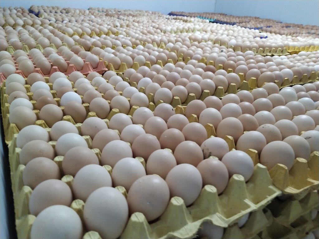 Egg and poultry meat Extra Egg, Hendek, photo