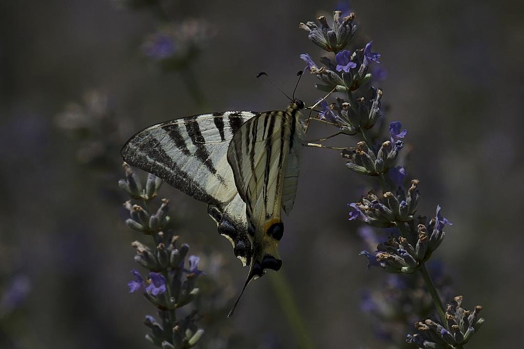 Фото Il Vagabondo