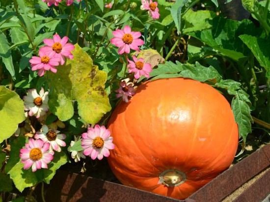 Фото Albergo Ostelliere