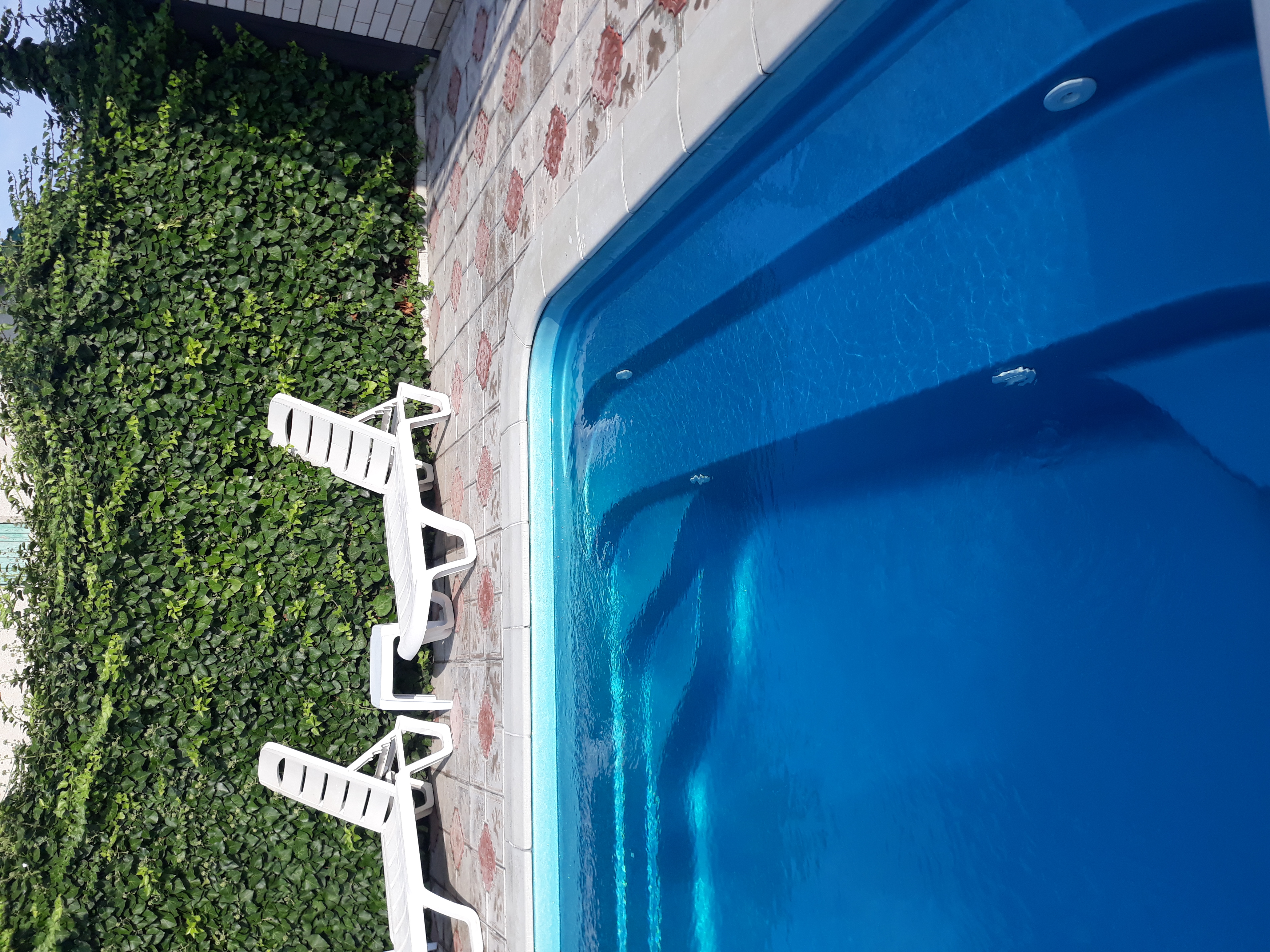 Фото Магнолия