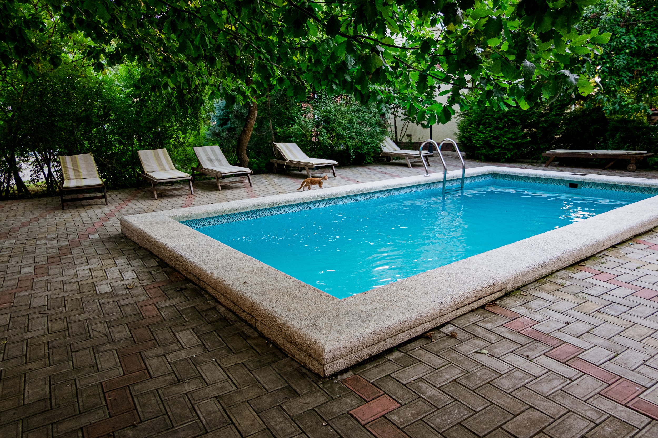 Фото Курочка Ряба