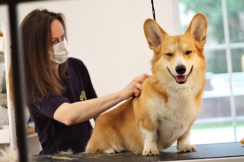 Pet salon DogFame, Saint Petersburg, photo