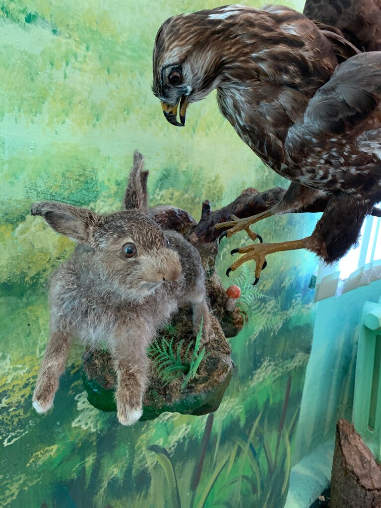 Museo Национальный парк Мещёра, Музей птиц, , foto