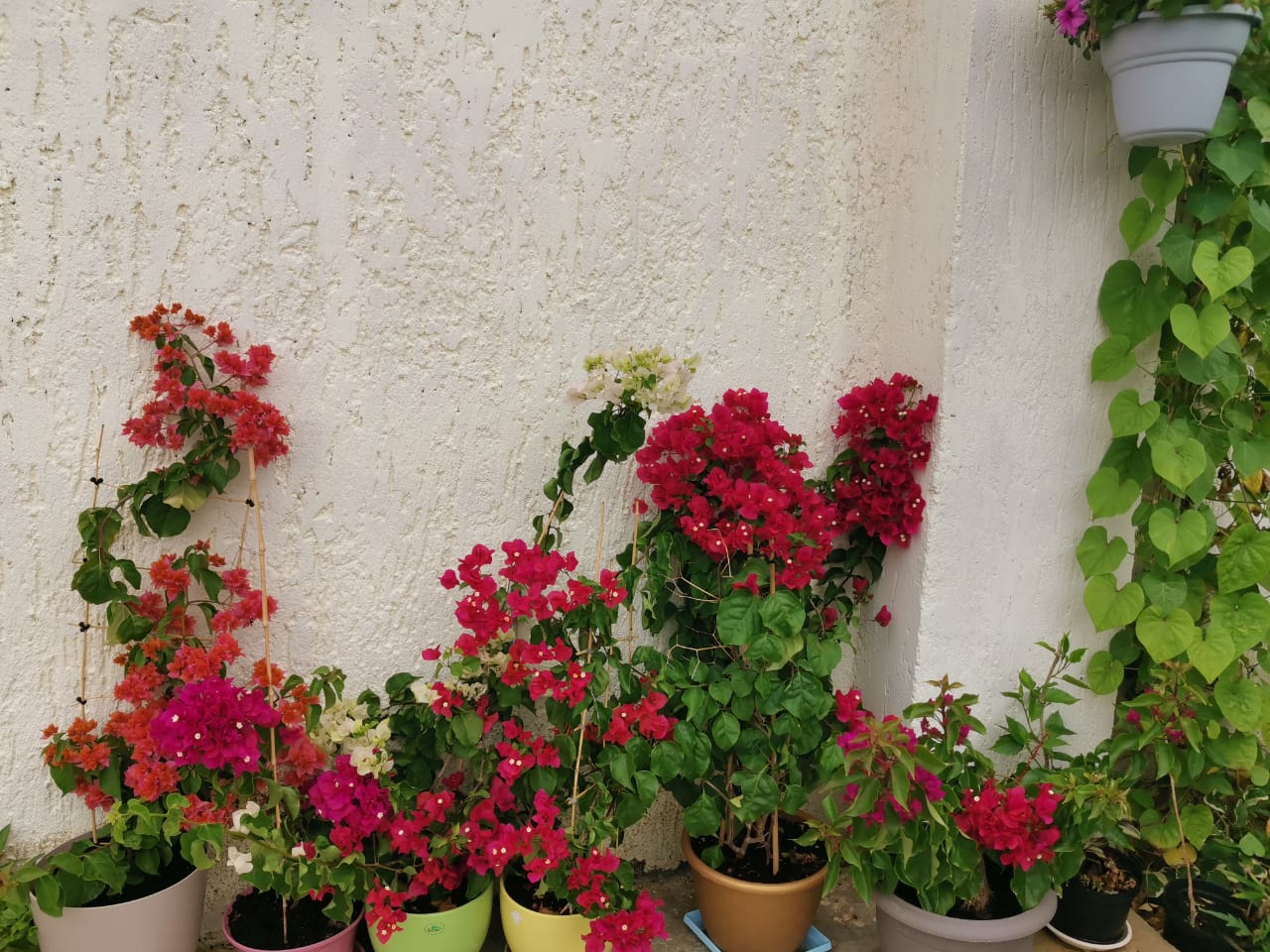 Фото Лонисера