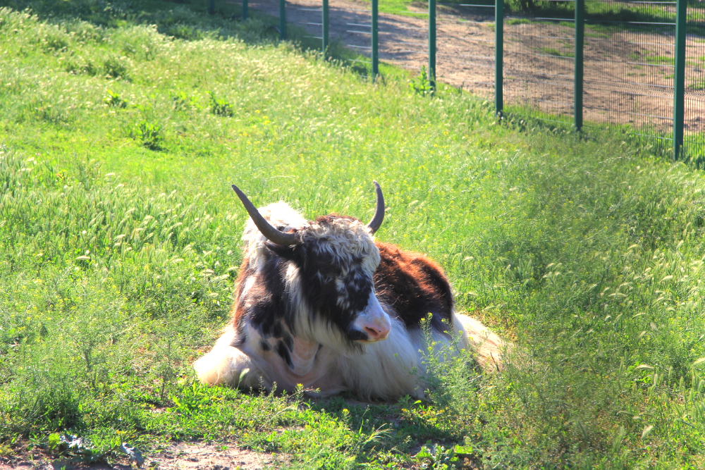 Фото Золотые пески