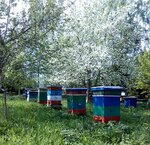 Apiary of the Inozemtsev family (derevnya Bolshaya Pustomerzha, Beregovaya ulitsa, 56), honey and beekeeping