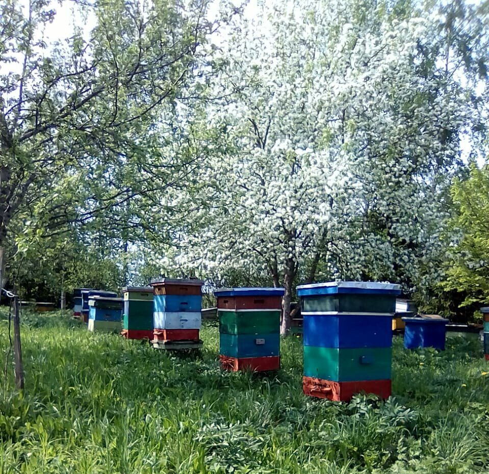 Фото пасеки в деревне