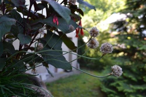 Фото Gästehaus Pfisterer