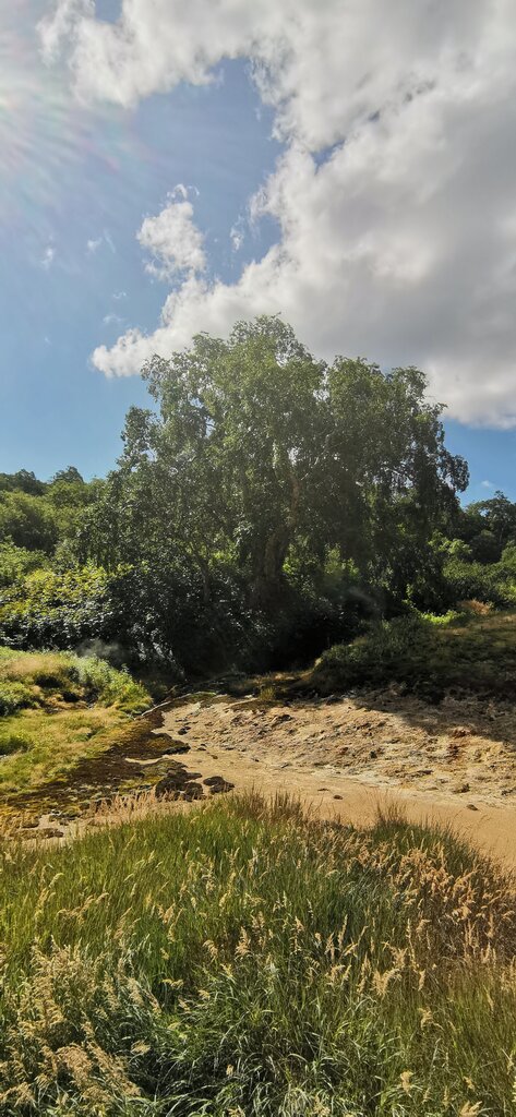Nature Береза Долины гейзеров, Kamchatka Krai, photo