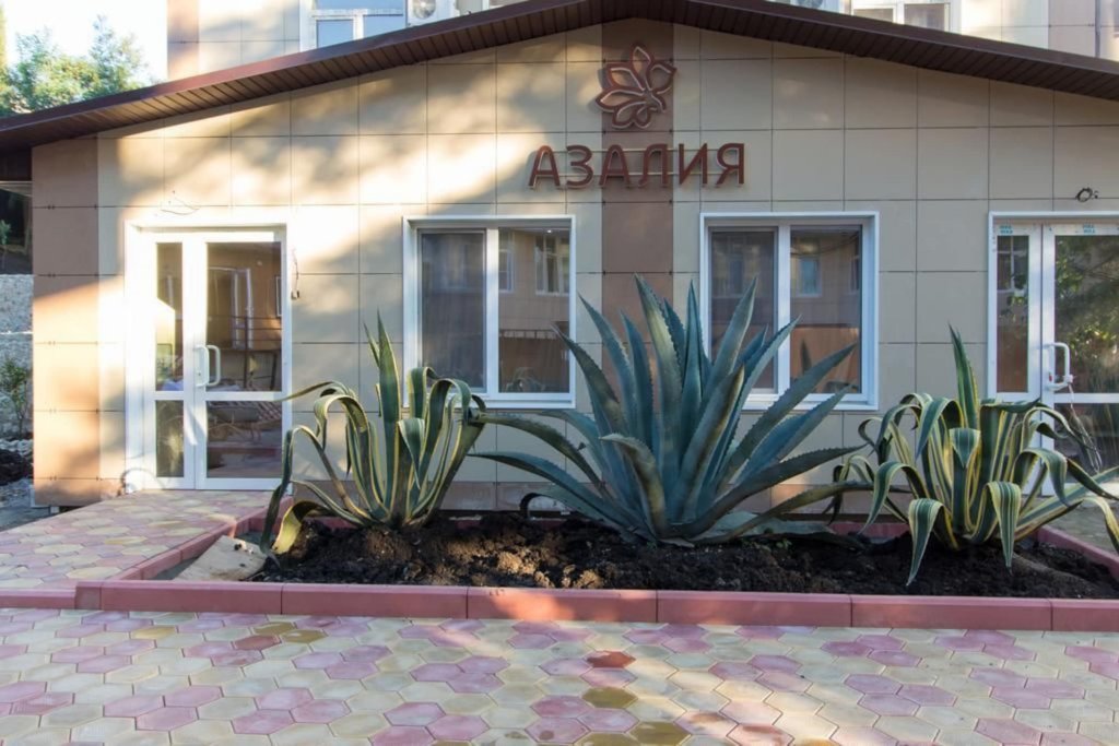 Фото Азалия