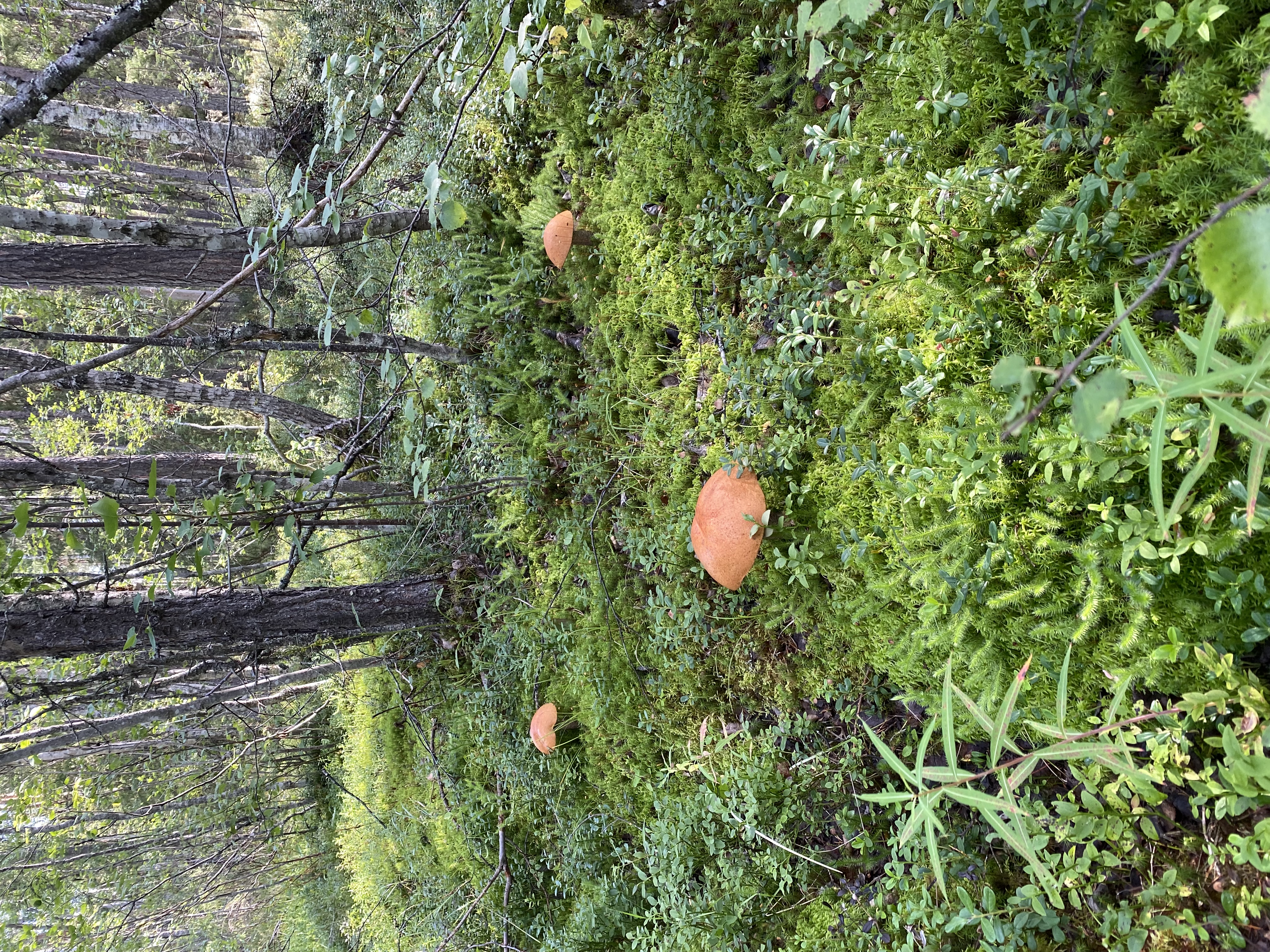 Фото Куйтто