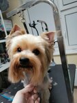 Kseniya groomer (Moscow, Novomoskovskiy Administrative Okrug, Vnukovo District, Lyotchika Gritsevtsa Street, 8), pet salon