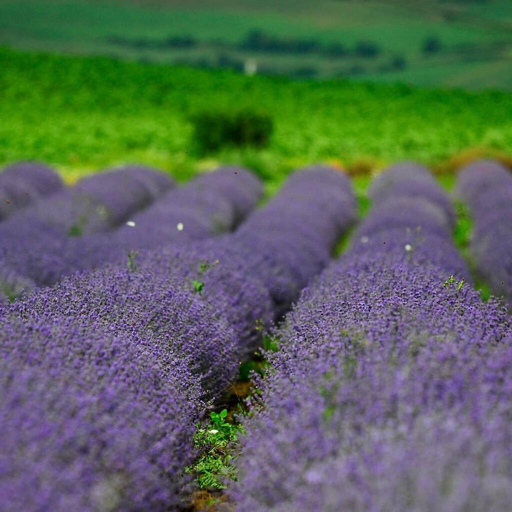 Gardeners' partnerships and societies Mill Lavender Garden, Suleymanpasa, photo