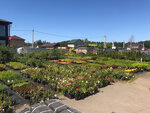 Садовый центр (Moscow Region, Shchyolkovo Urban District, territoriya Muzykalnaya, Rakhmaninovskaya ulitsa, 6) ، مركز الحديقة