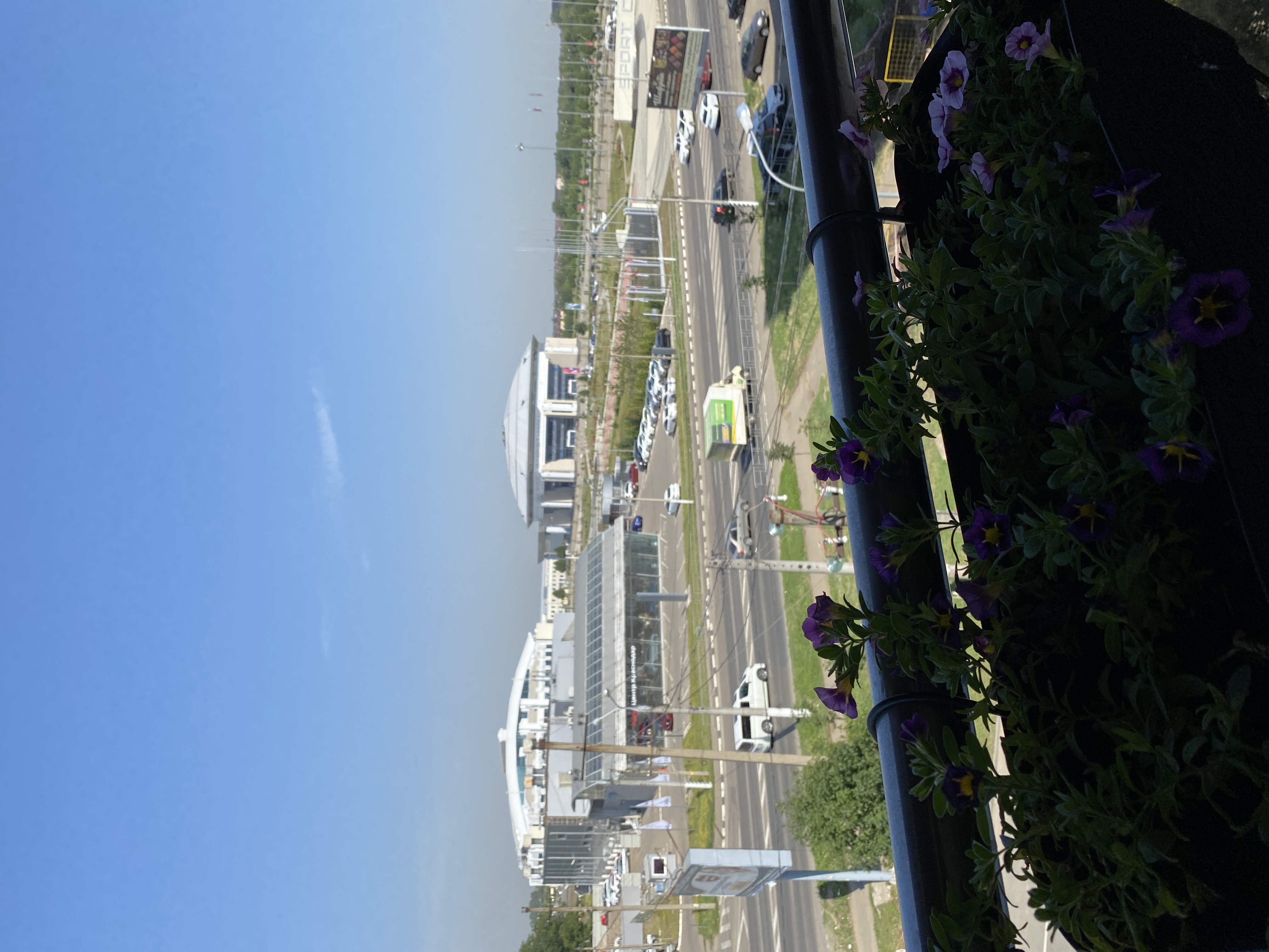 Фото Пеликан