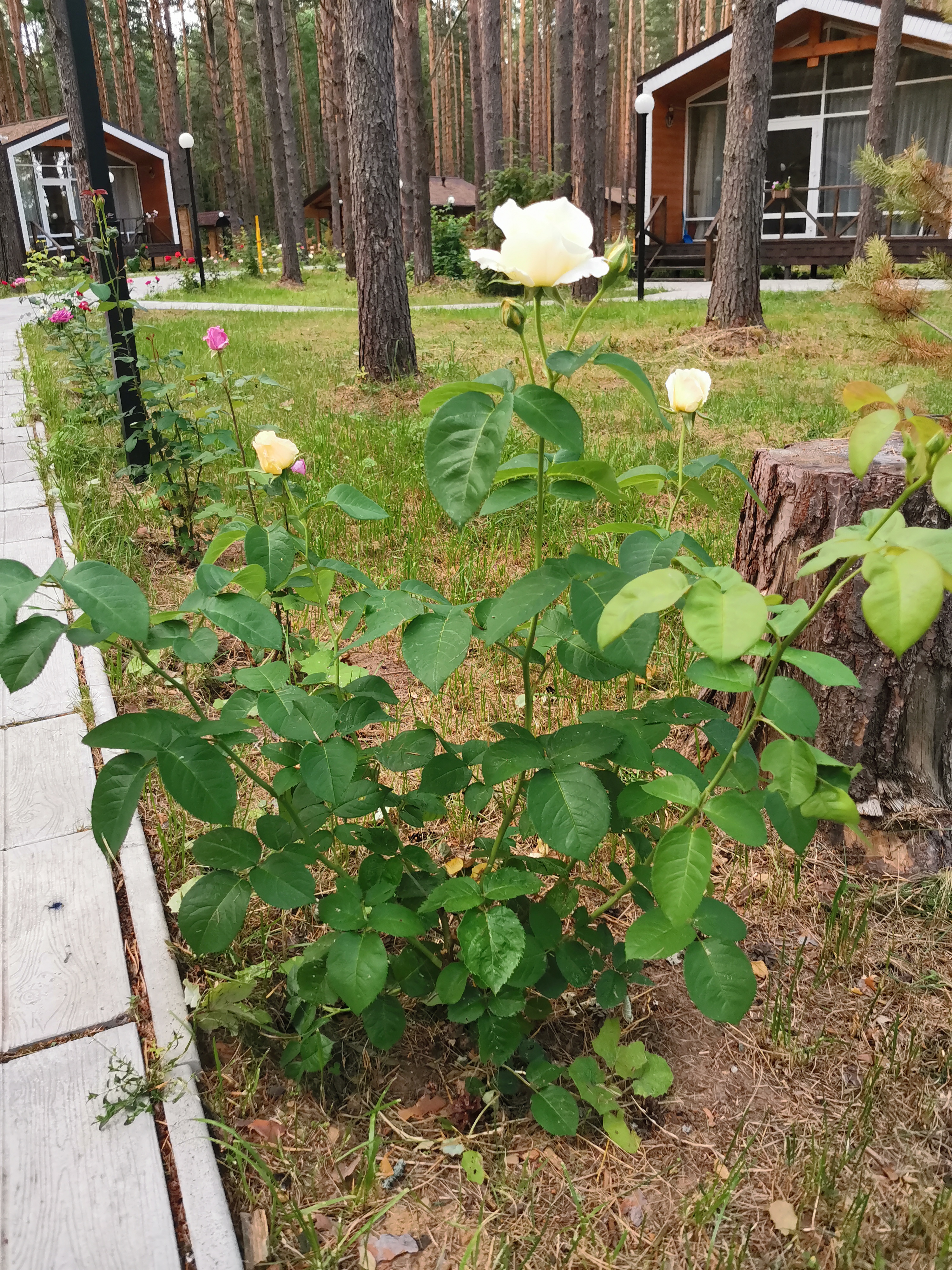 Фото Sherwood Park Hotel