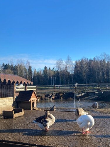 Отдых на ферме Russian Dairy Farm Village