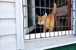 CenterCat (derevnya Ivanovka (Verevskoye selskoye poseleniye), 1В), pet hotel