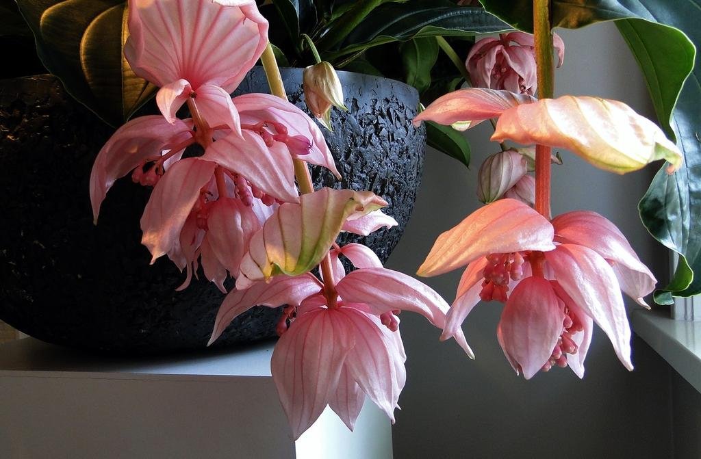 Фото Hotel De Koepoort Hotel