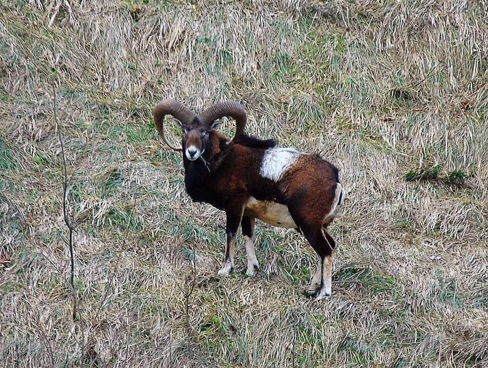 Фото Mansarda Viti