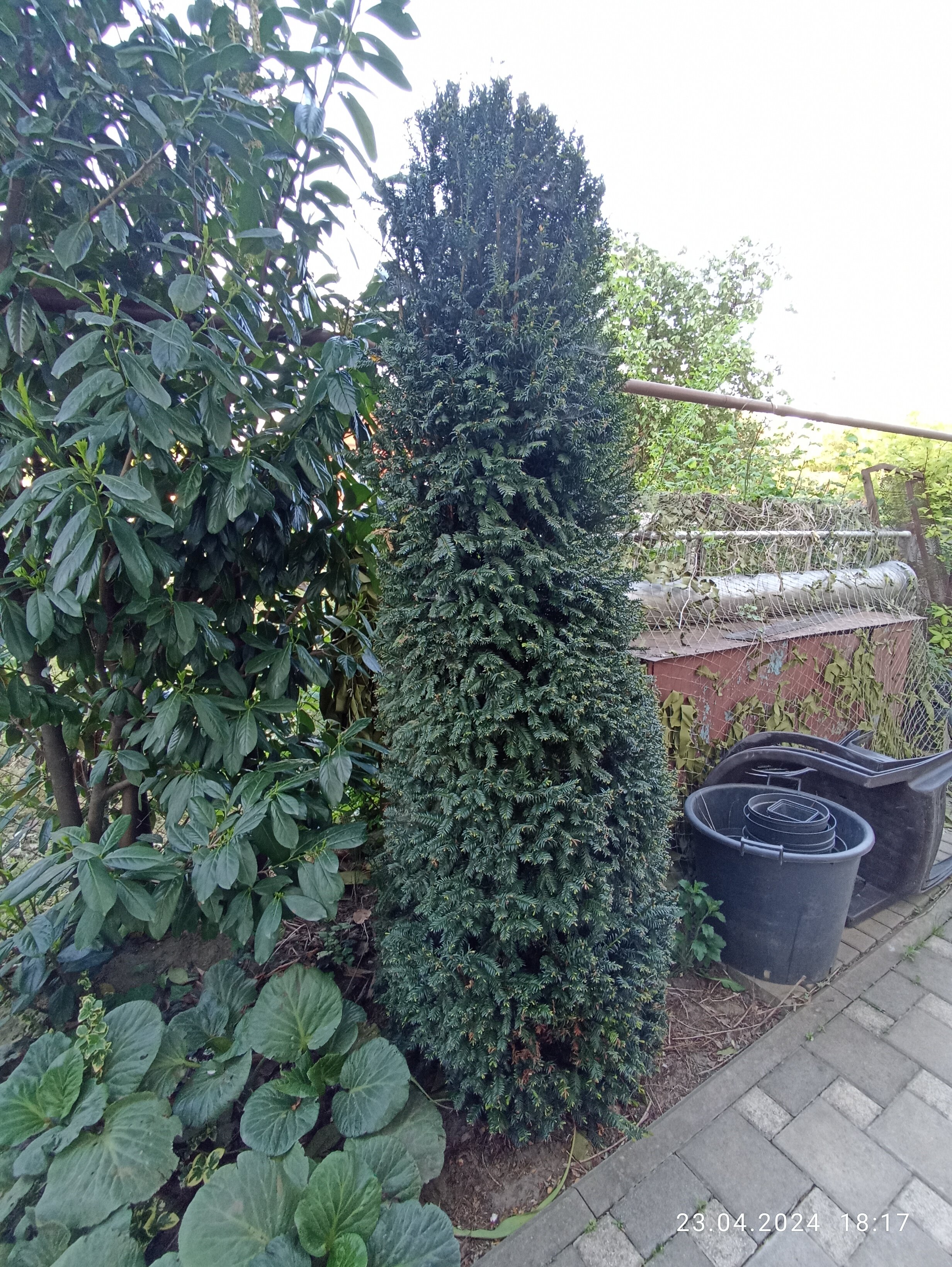 Фото Август