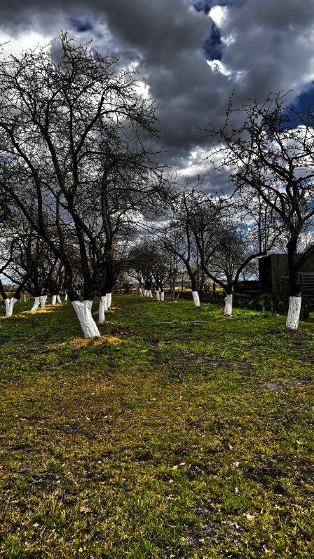 Фото Village Drewno