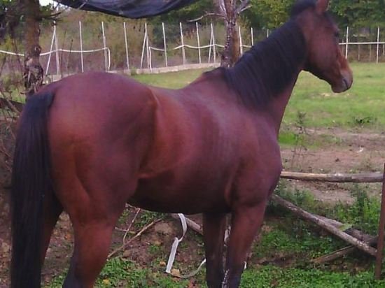 Фото Agriturismo Artisti del Cavallo