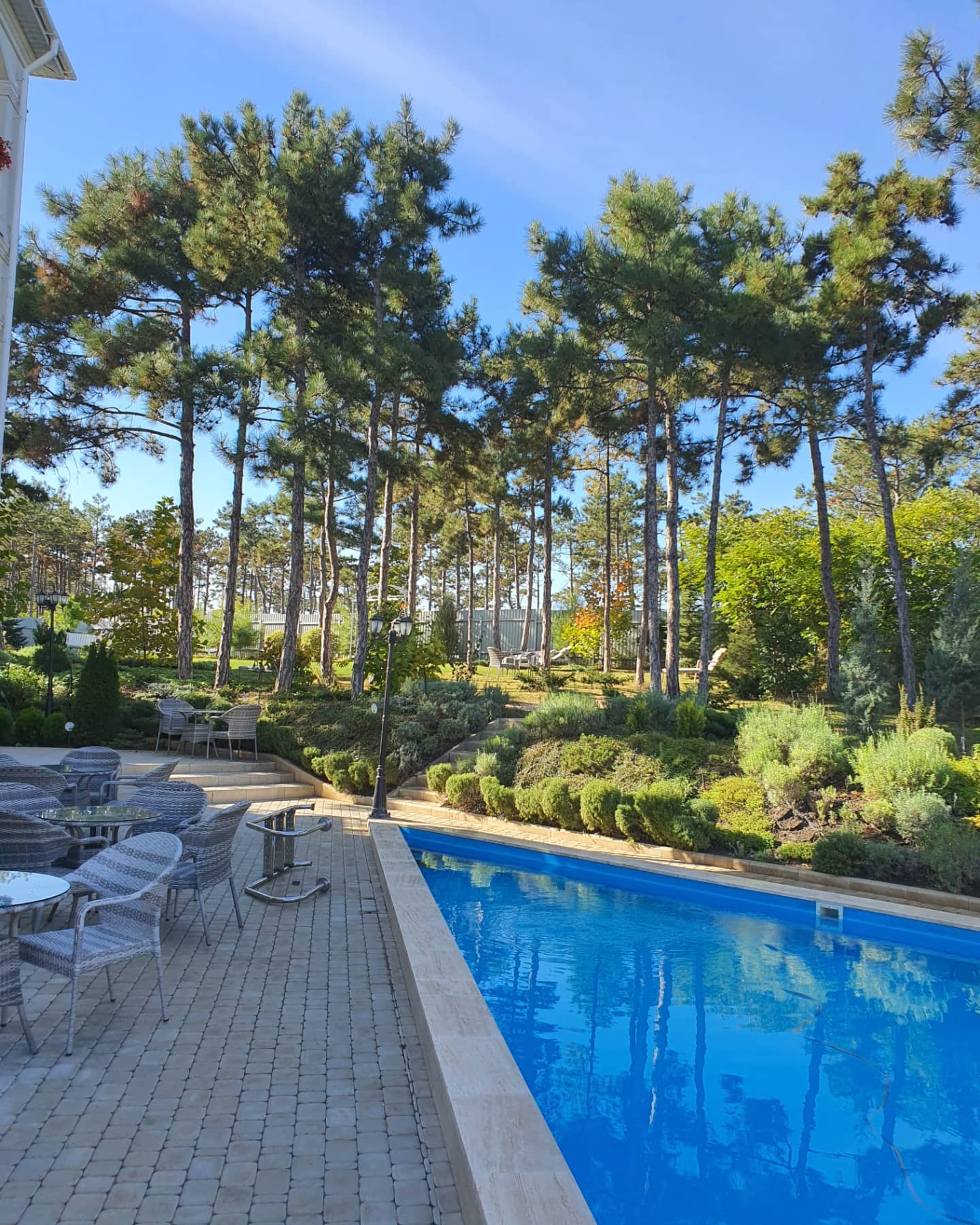 Фото Розмарин