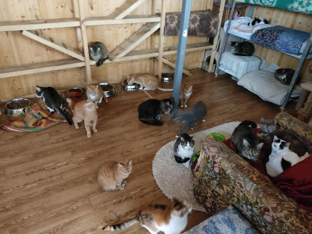 Animal shelter Муниципальный приют для собак и кошек в Зеленограде, Zelenograd, photo