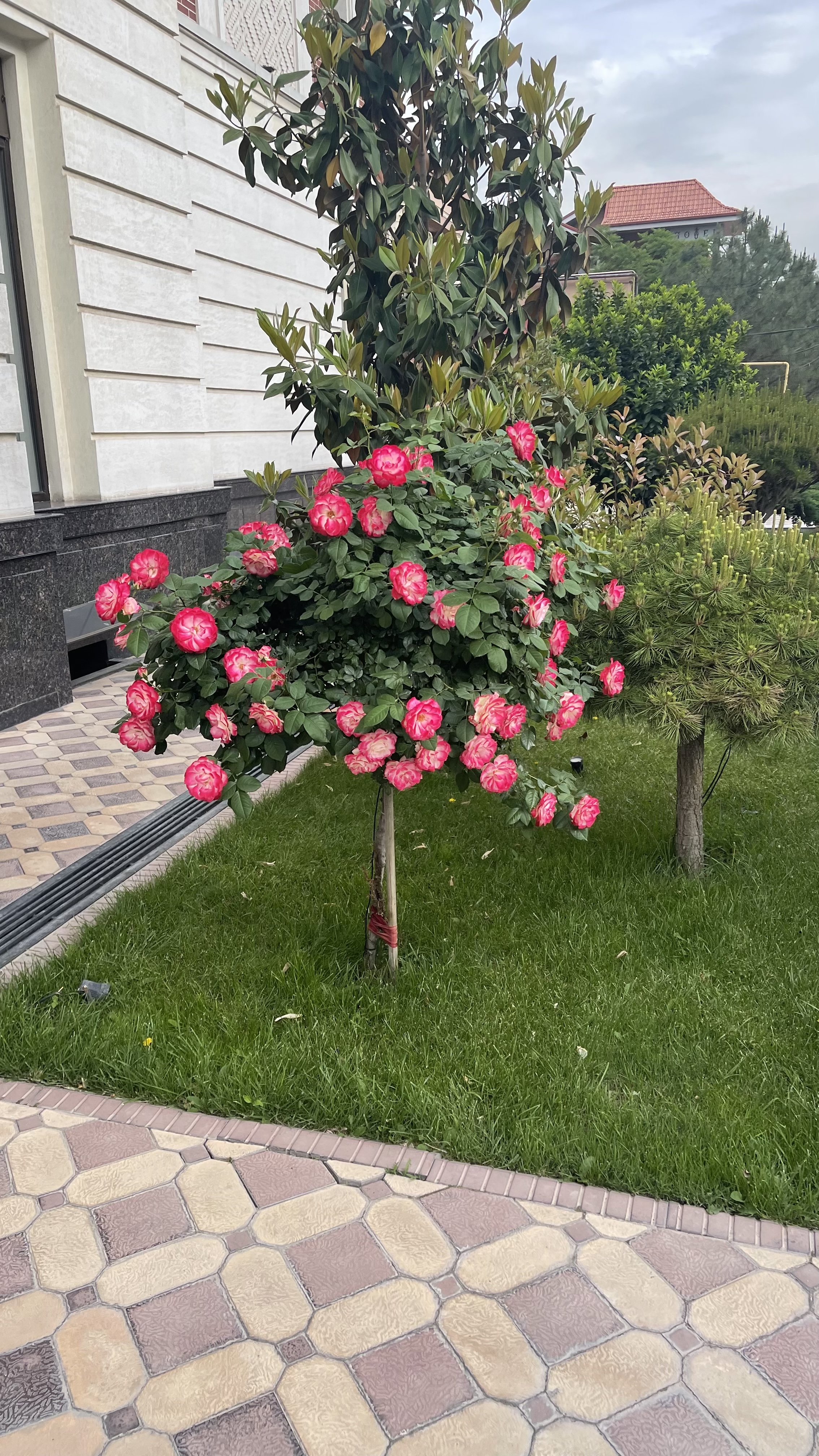 Фото Aster Hotel Group