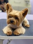 Сильва (Parashyutnaya Street, 61к1), pet salon