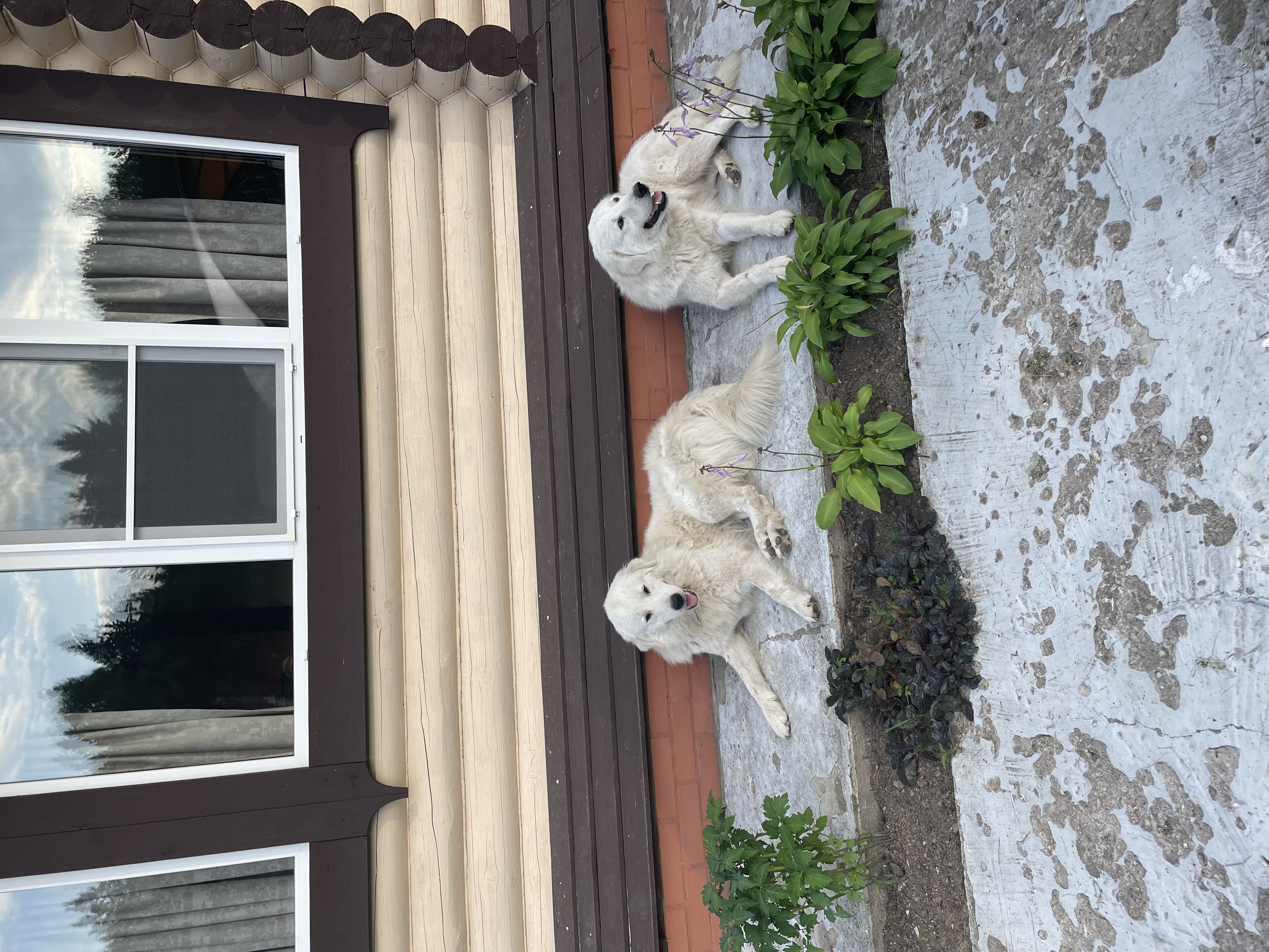 Фото Лесной скит