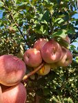 Iriy sad (Autonomous Republic of Crimea, Sakskyi raion, selo Zernove), vegetables and fruit wholesale