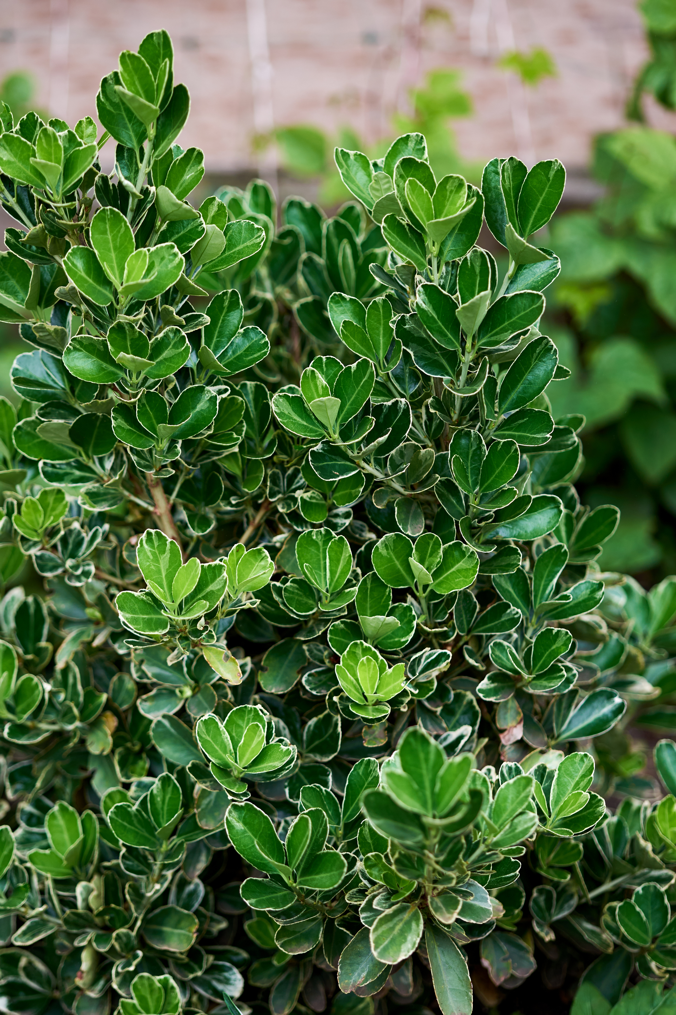 Фото Русская усадьба