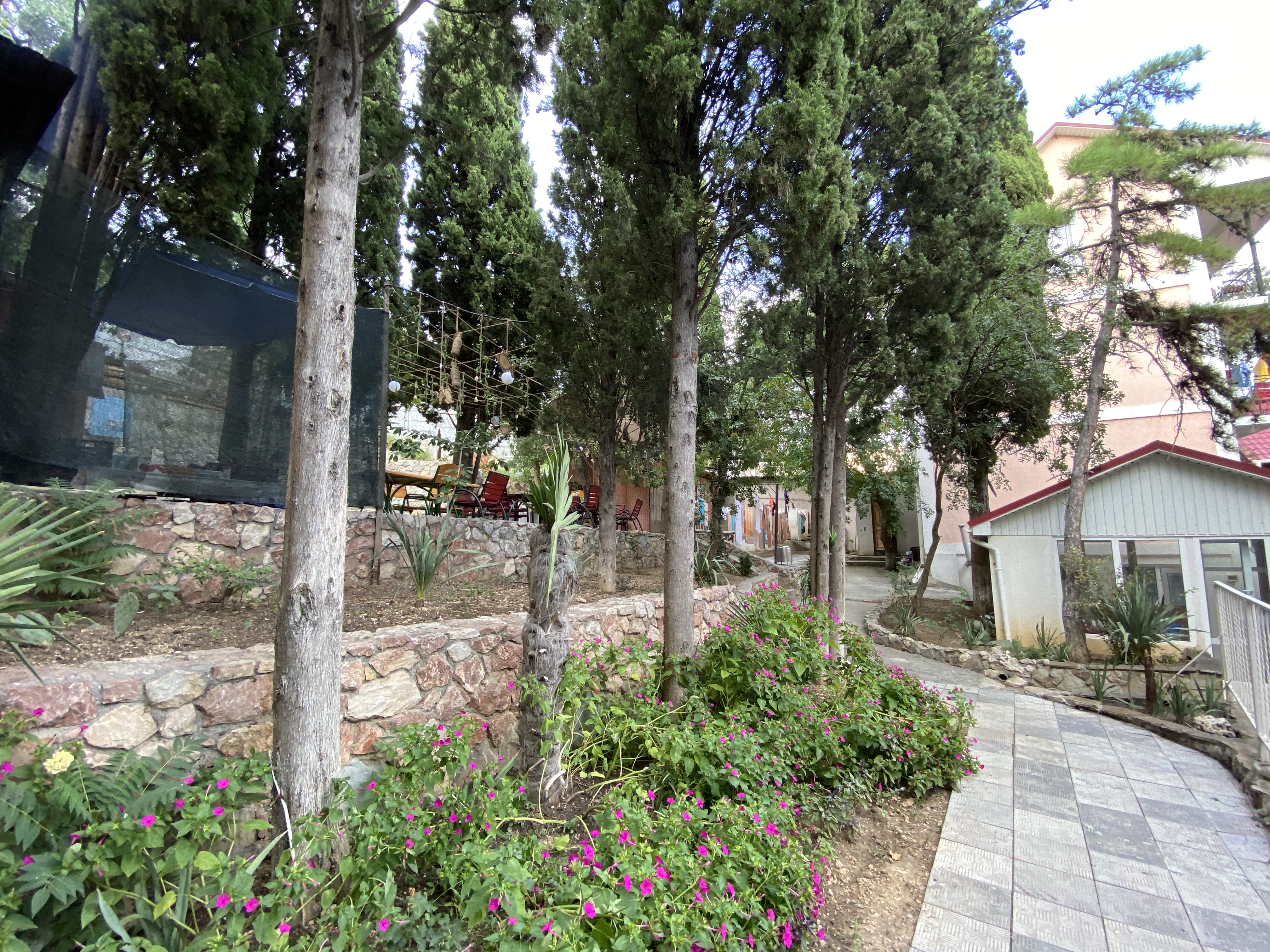 Фото Магнолия