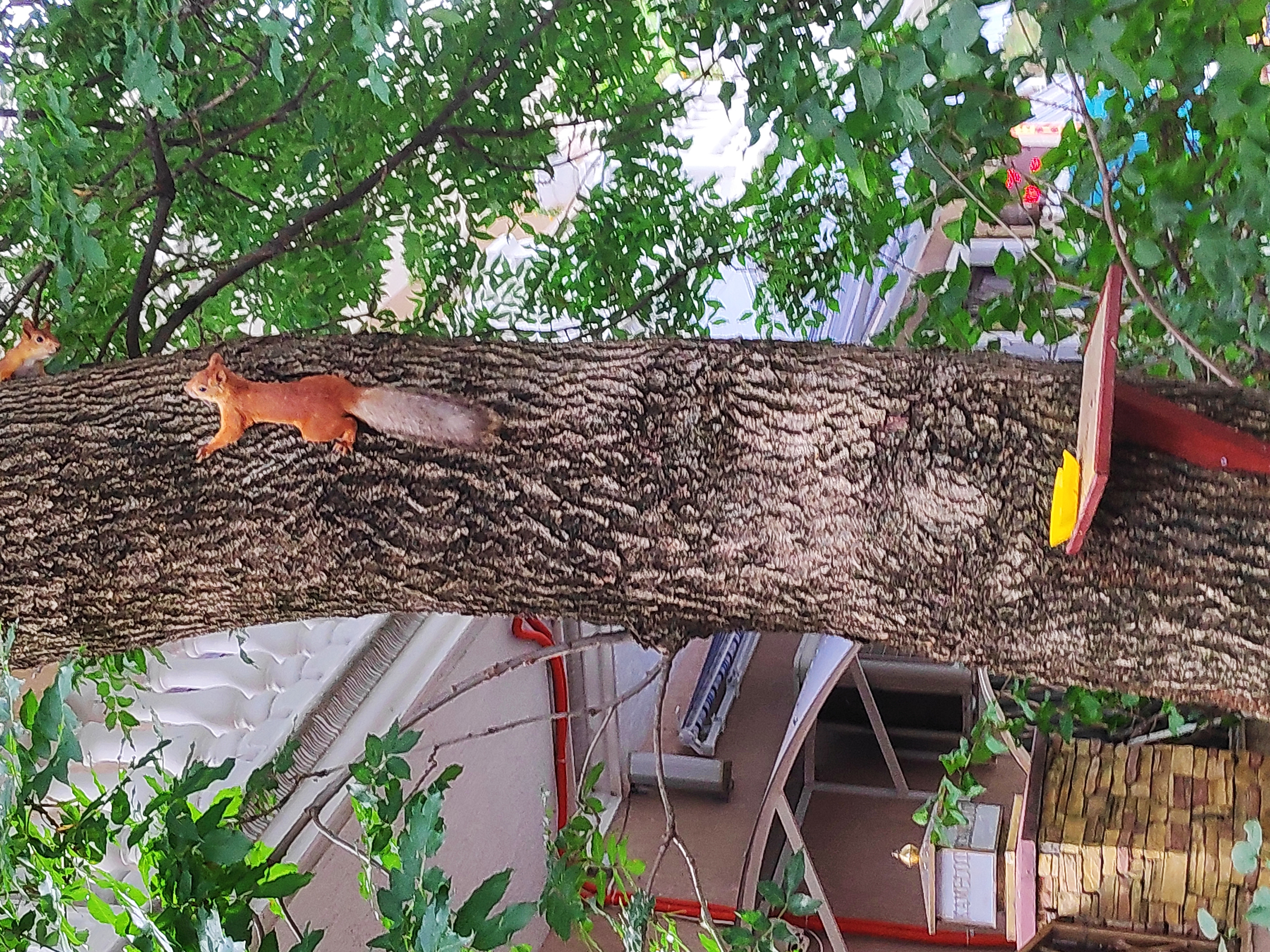 Фото Камелот