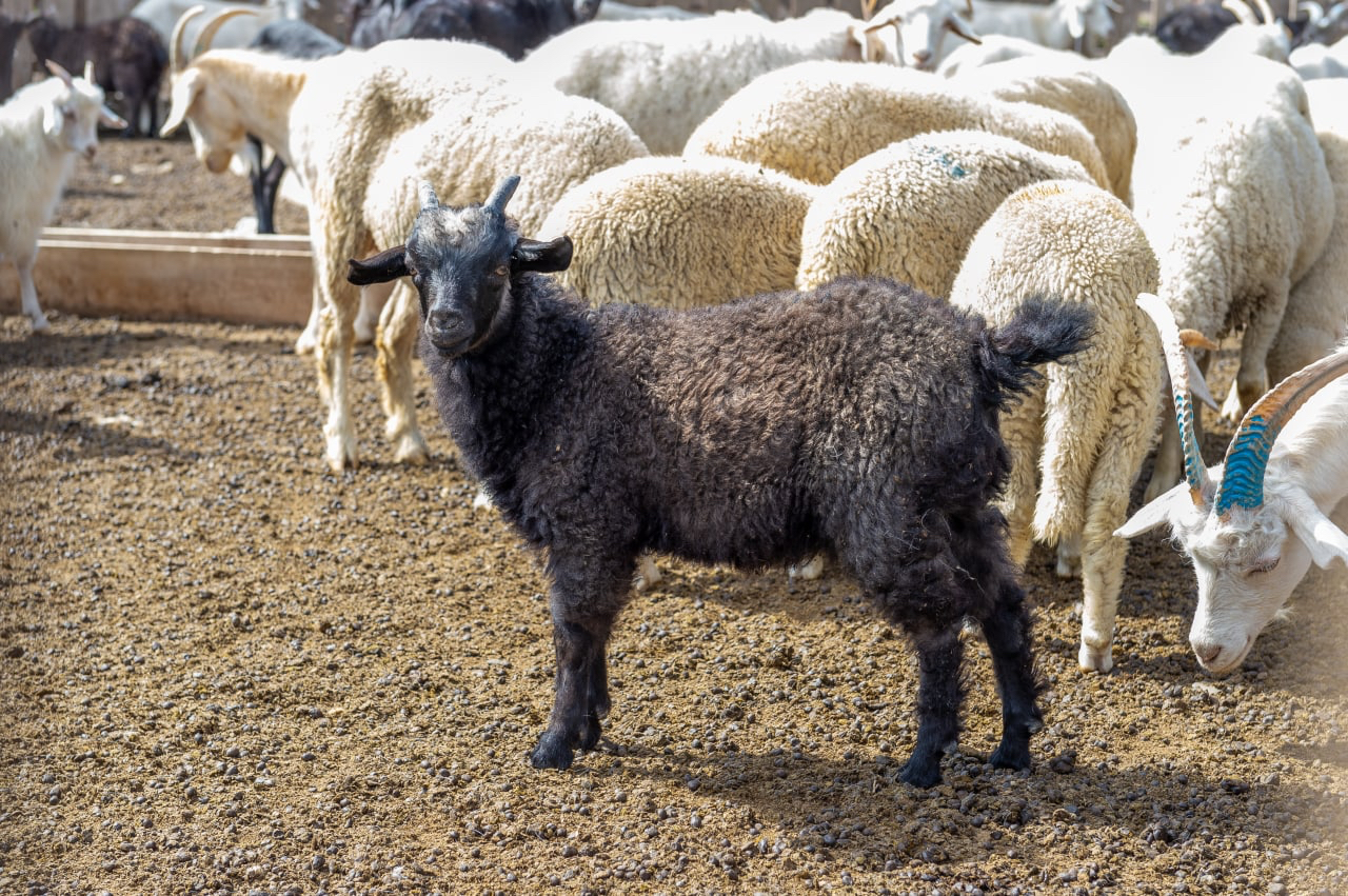 Фото Инегень