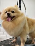 Beauty Dog (Malenkovskaya Street, 30) ، صالون حيوانات أليفة