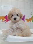 Lubimchik (Karla Marksa Street, 34А), pet salon