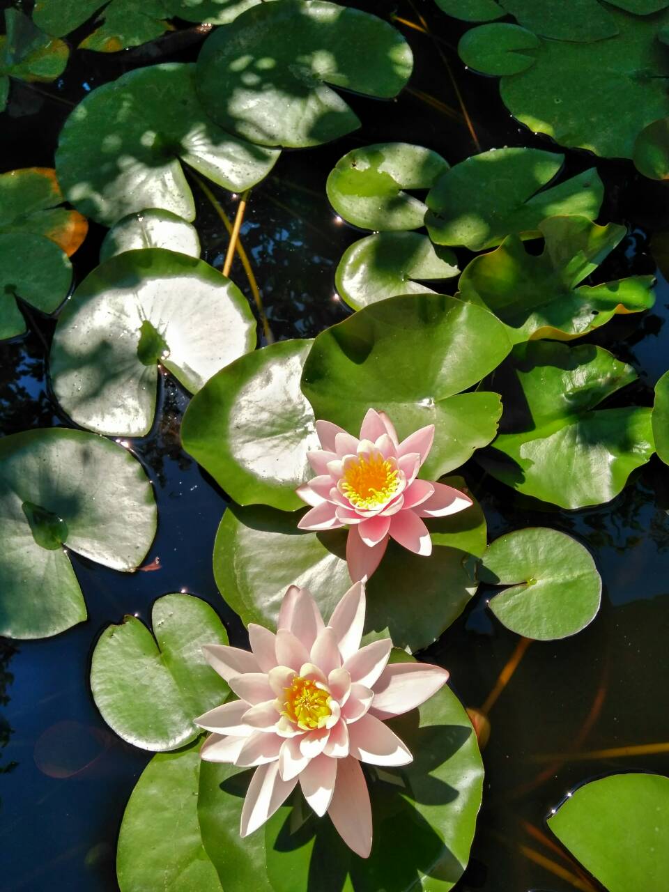 Фото Альбатрос