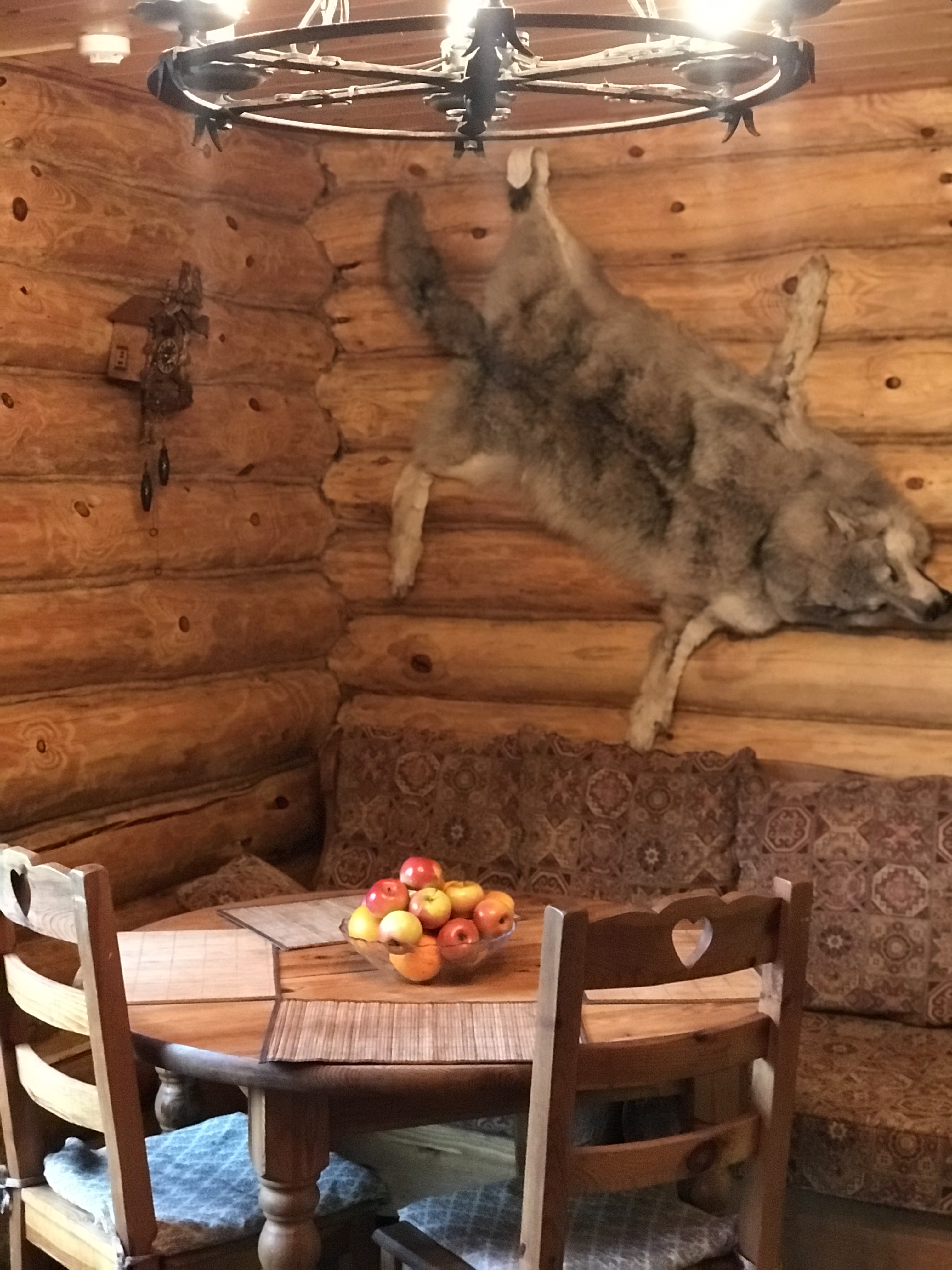 Фото Серый Волк