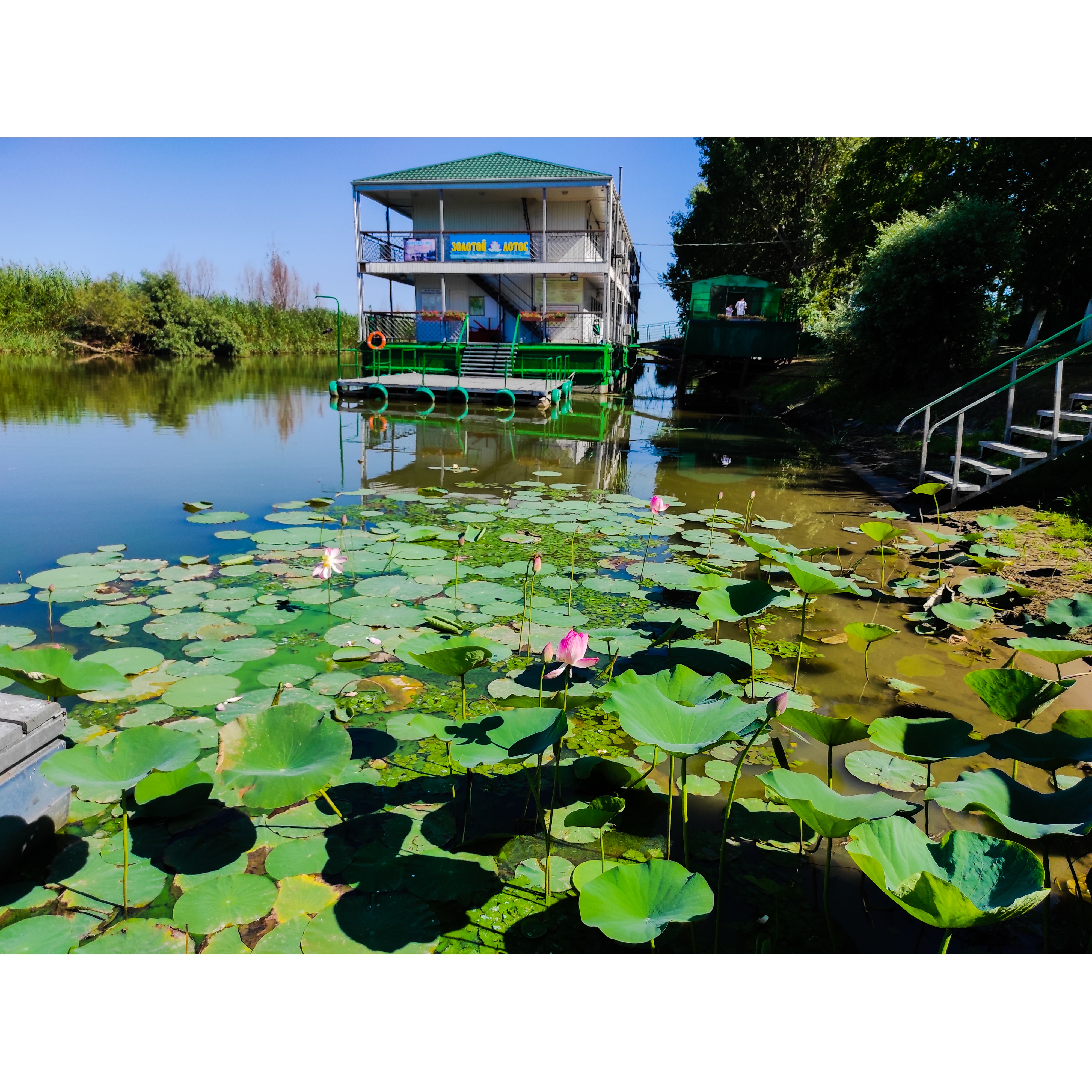 Фото Золотой Лотос