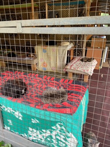 Hayvan barınakları, kulüpleri ve otelleri Право на жизнь, Kostromskaya oblastı, foto