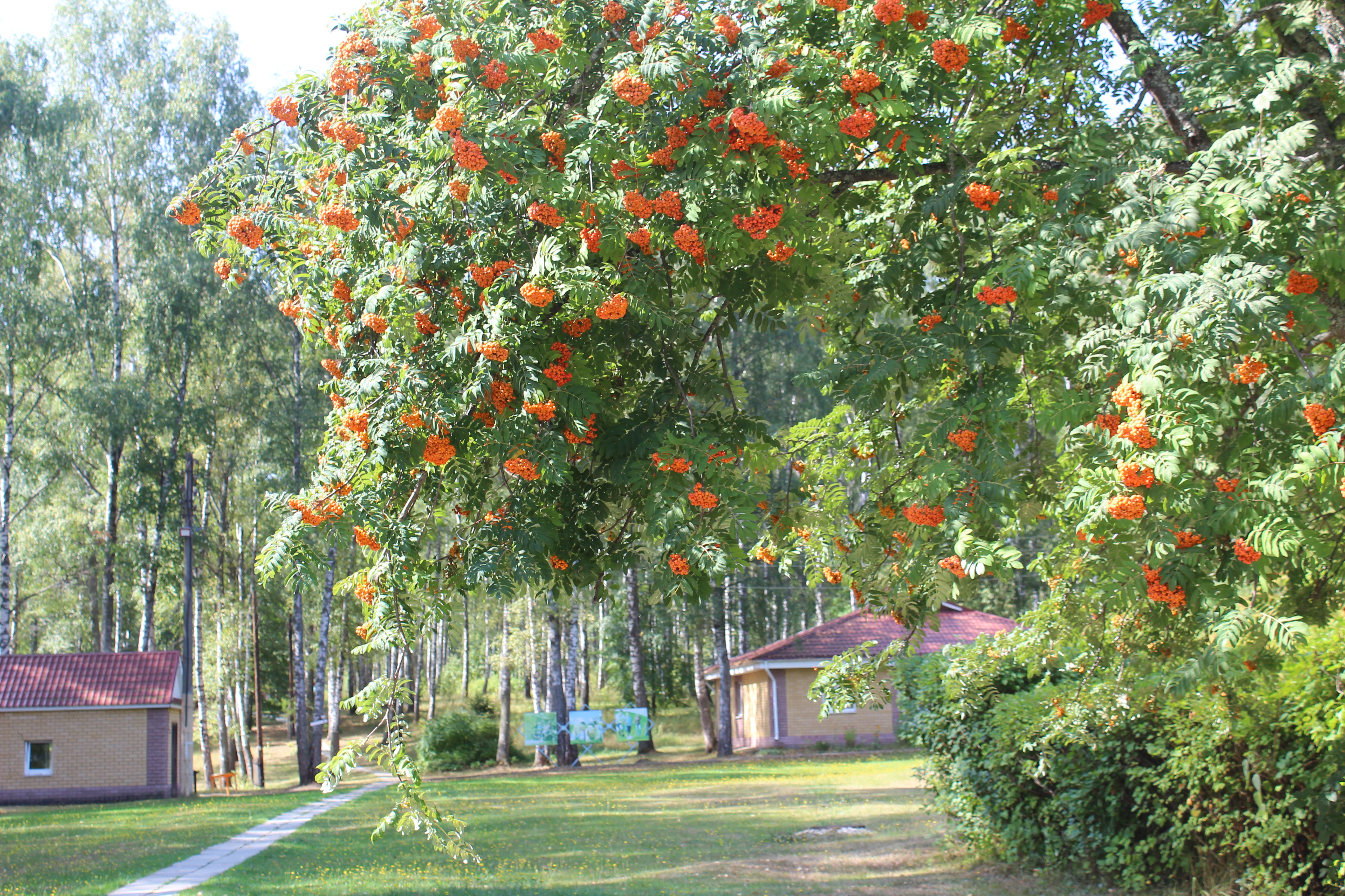 Фото Ясная Поляна