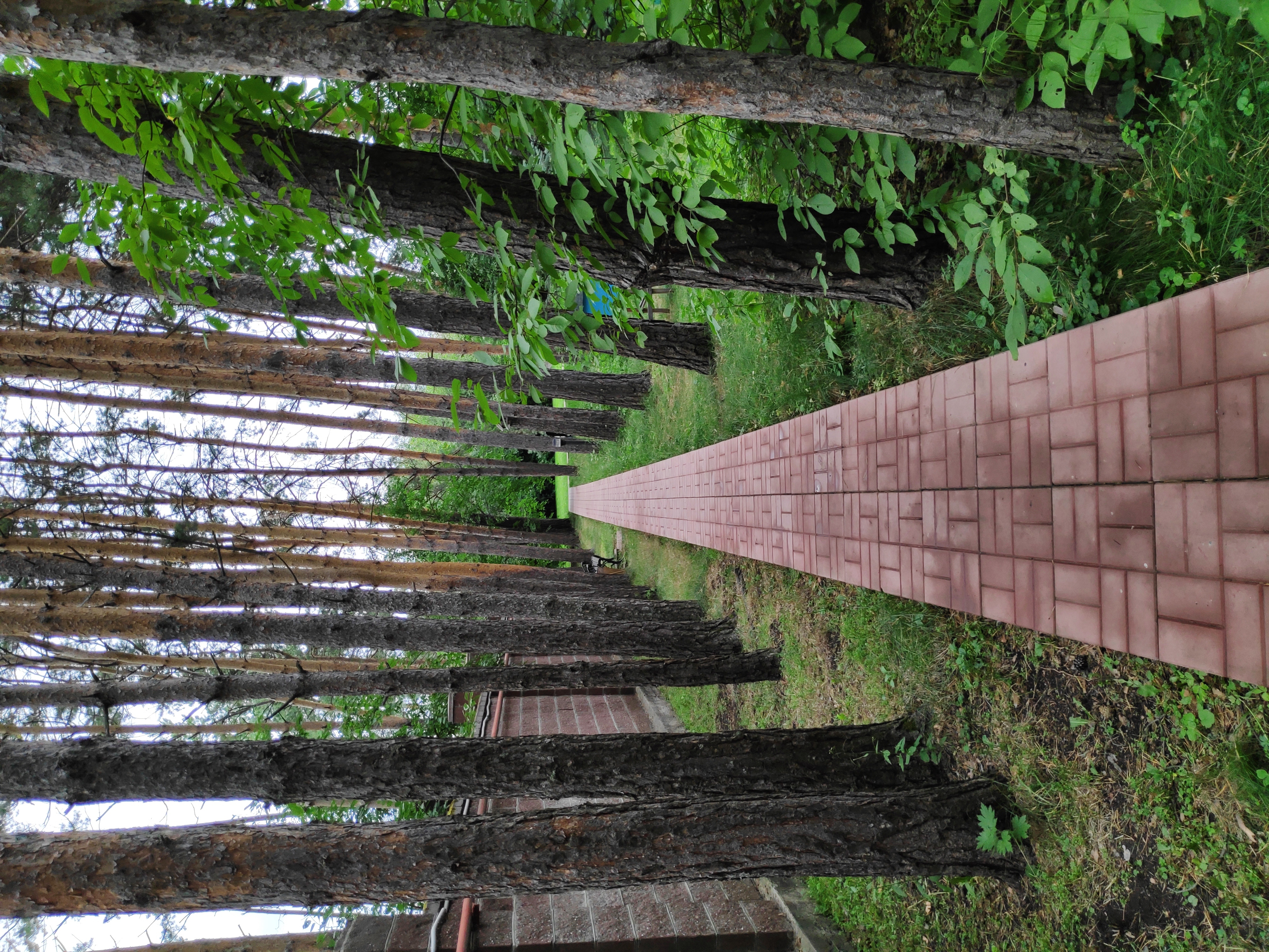 Фото Еловое