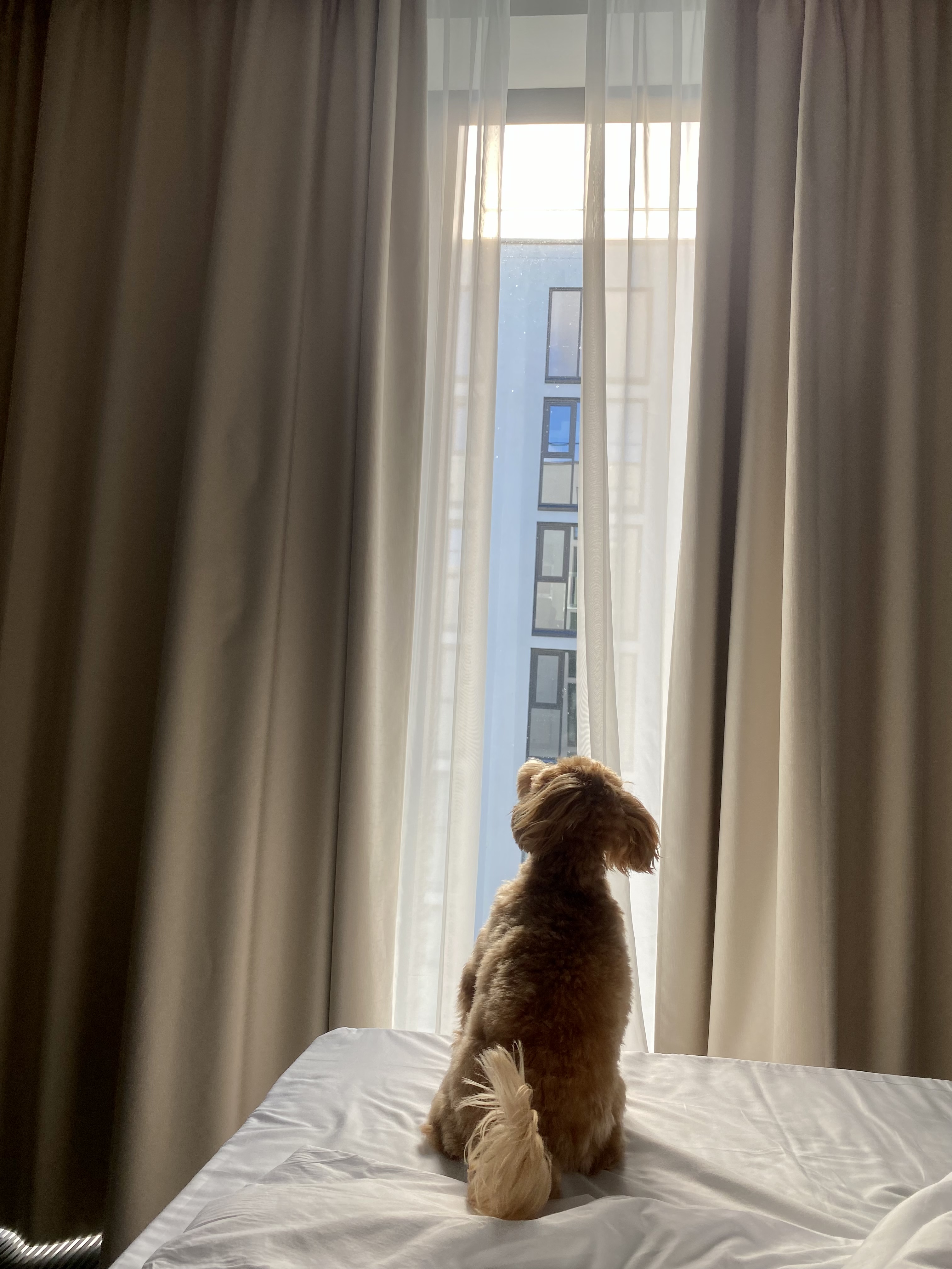 Фото Ярд Резиденс