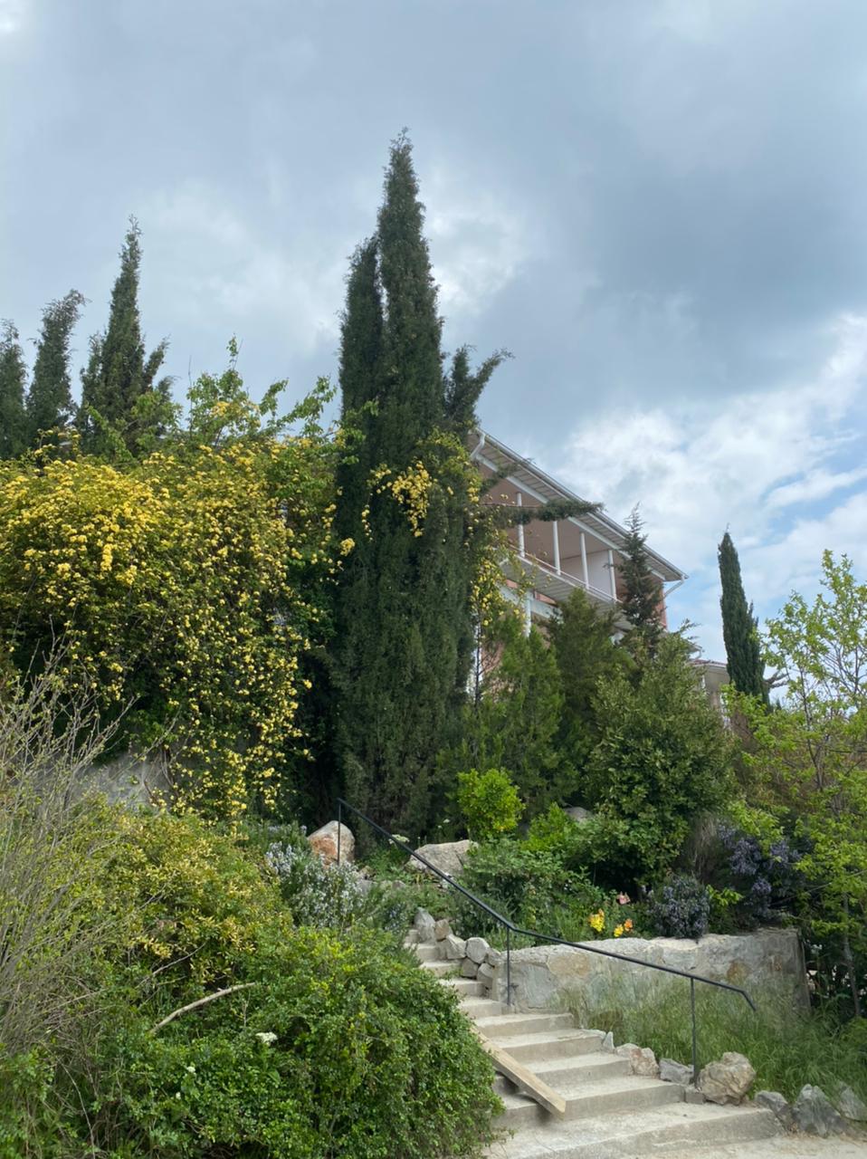 Фото Кипарис