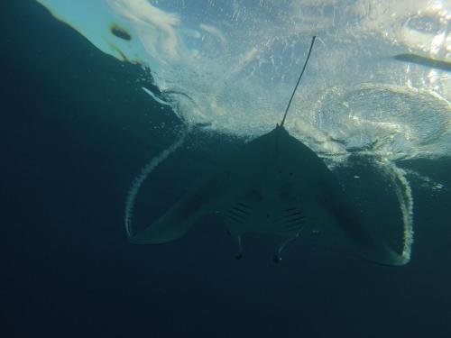 Фото Dhivehi Experience