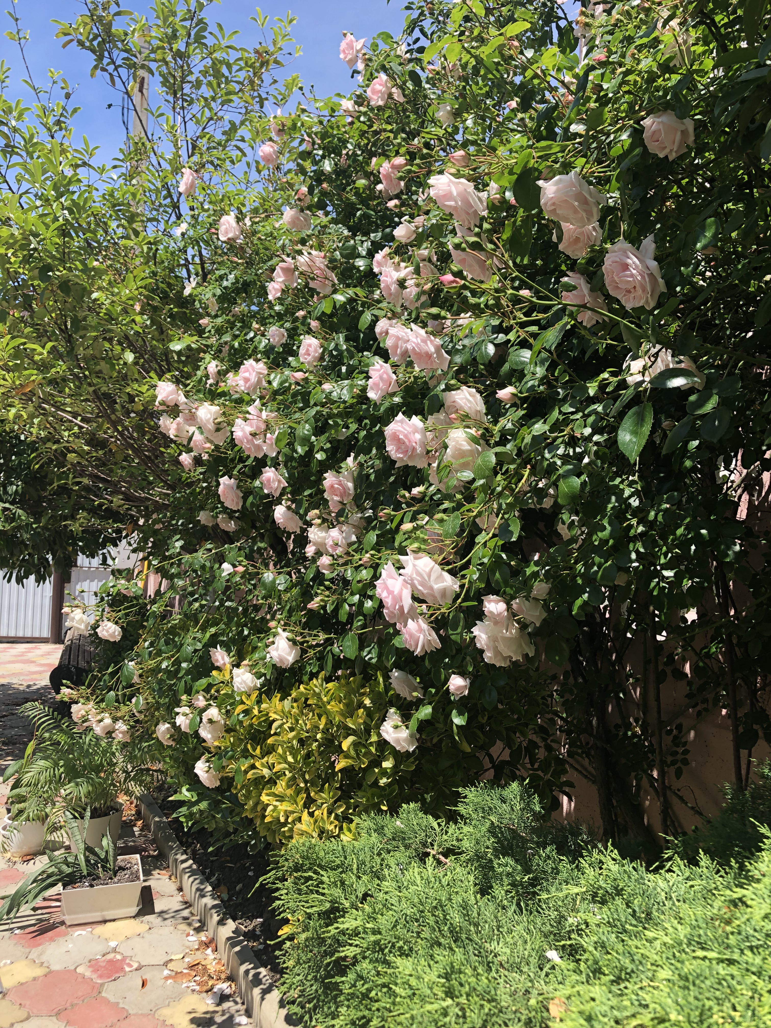 Фото Южная Дача